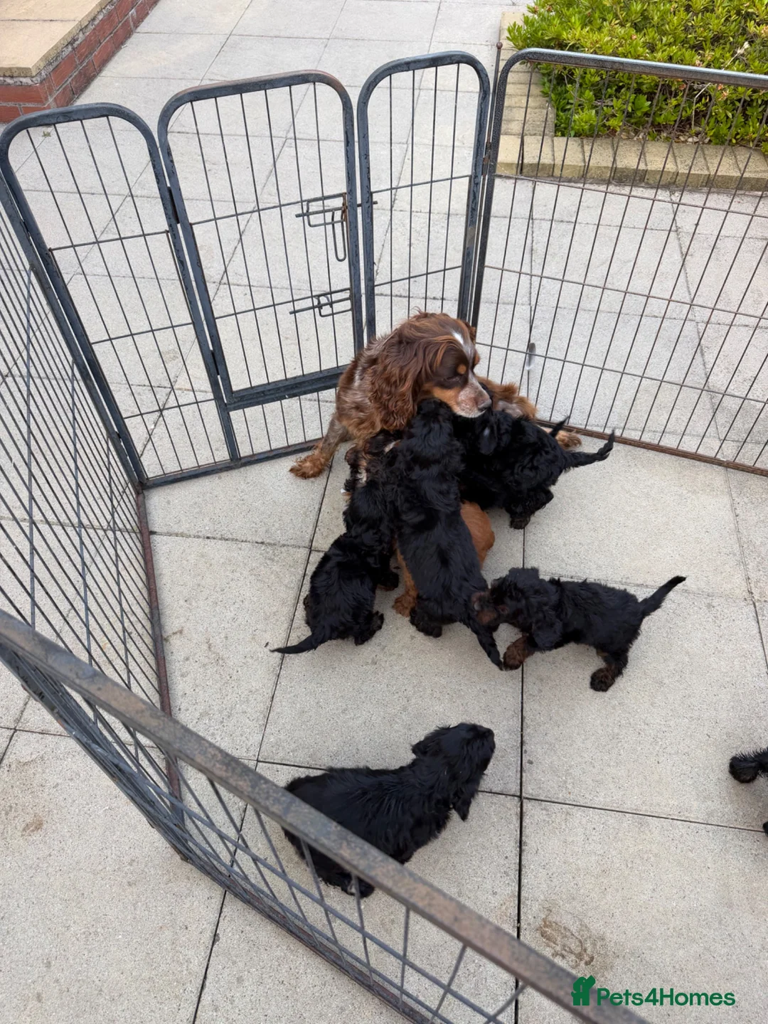 Cockapoo dogs for sale: Cockapoo puppys  - Advert 10
