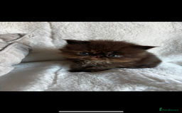 Persian cats for sale: Pure Persian Kittens - Image 4