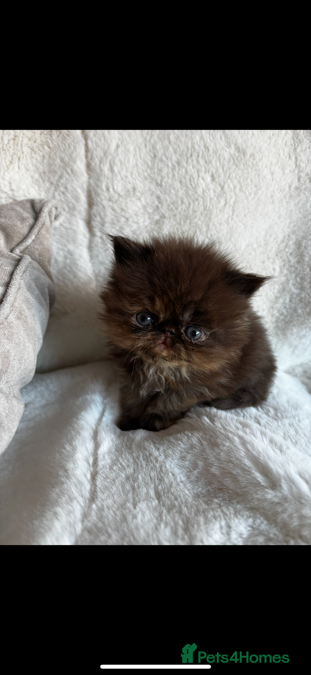 Persian cats for sale: Pure Persian Kittens - Image 4
