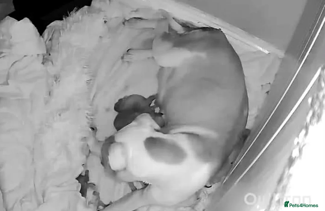 Mixed Breed dogs for sale: Staffy cross Lurcher  - Advert 2