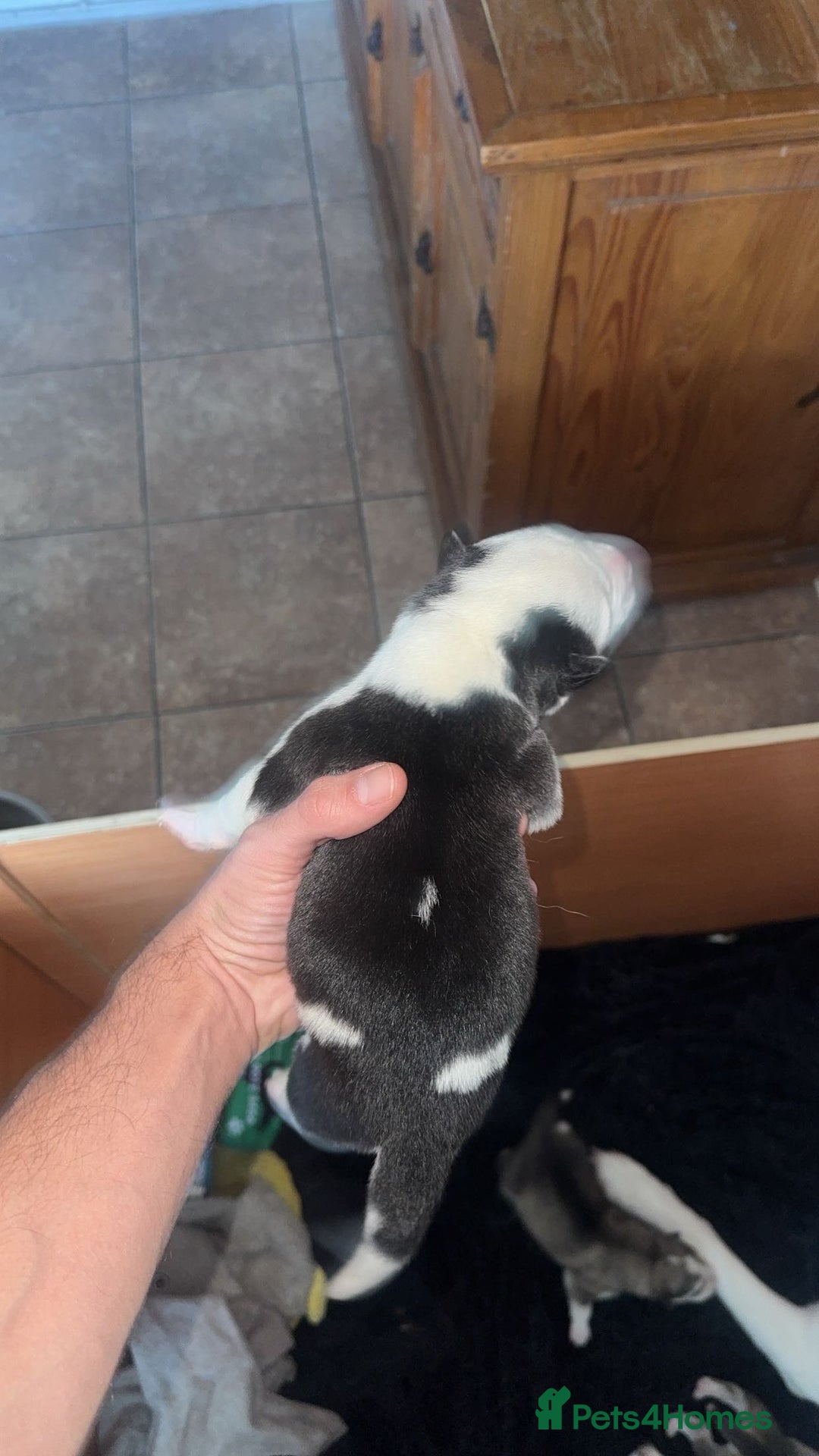 Siberian Husky dogs for sale: Husky Puppies – Ready 22/12/25 🐾  - Image 3