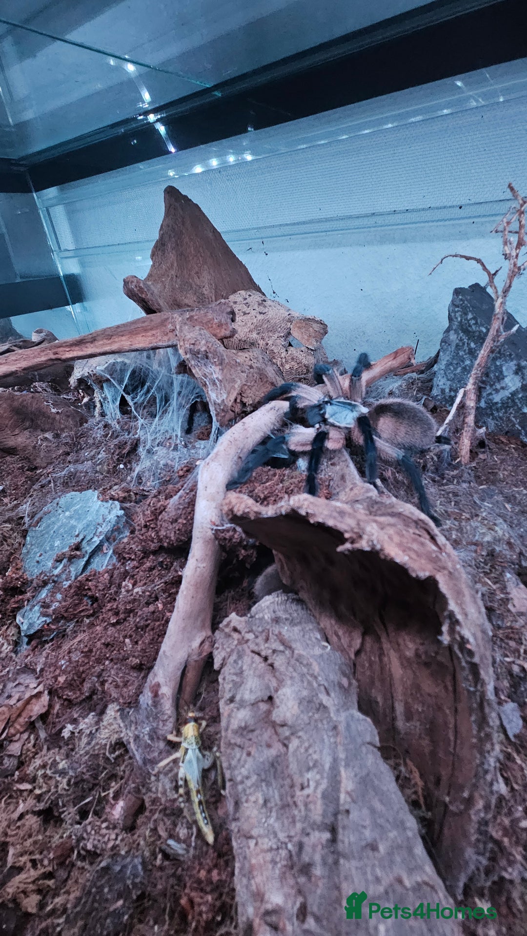 Tarantulas invertebrates for sale: Monocentropus balfouri Female and set up  - Image 4
