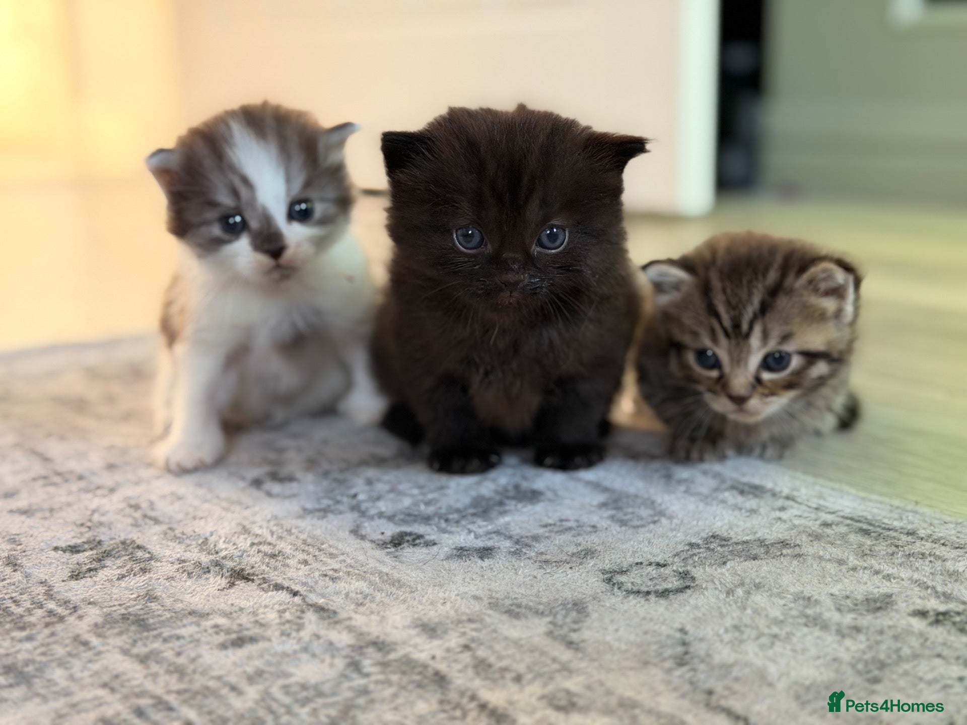 Ragdoll cats (3 left) Ragdoll mix breed  - Advert 11