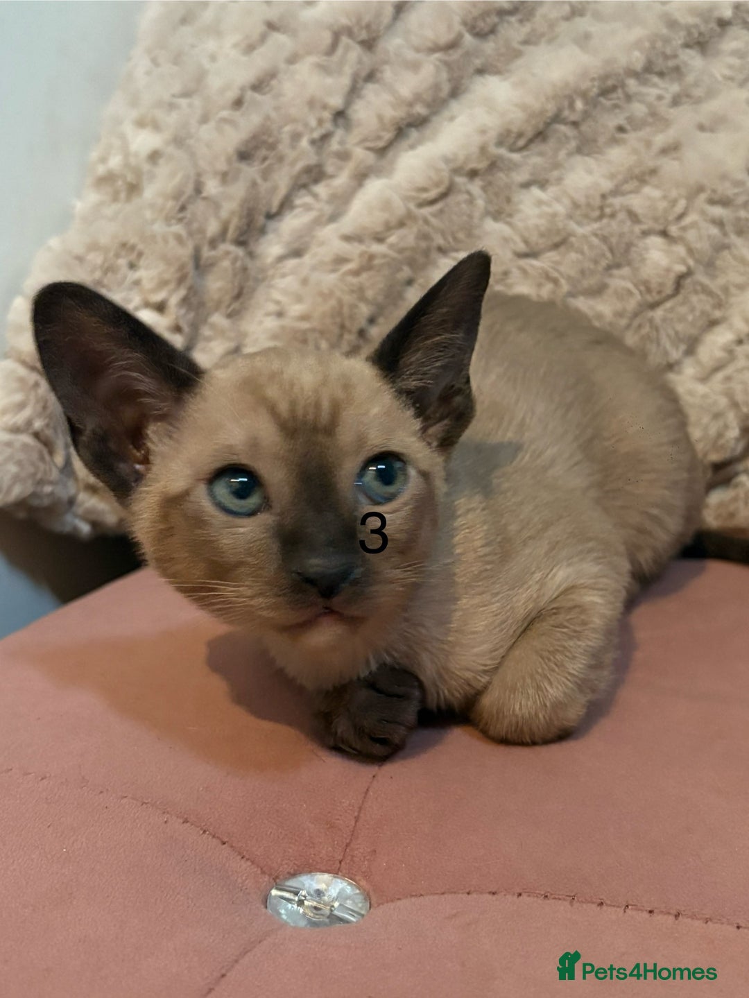 Tonkinese cats for sale: Tonkinese 1st gen Kittens  - Image 15