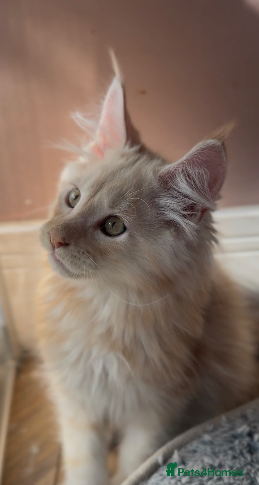 Maine Coon cats TICA Health Tested Maine Coon🐱 ready to leave   - Advert 15