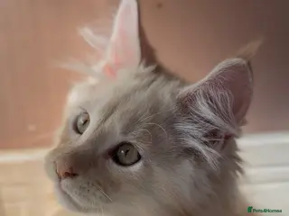 Maine Coon cats TICA Health Tested Maine Coon🐱 ready to leave - Advert 15