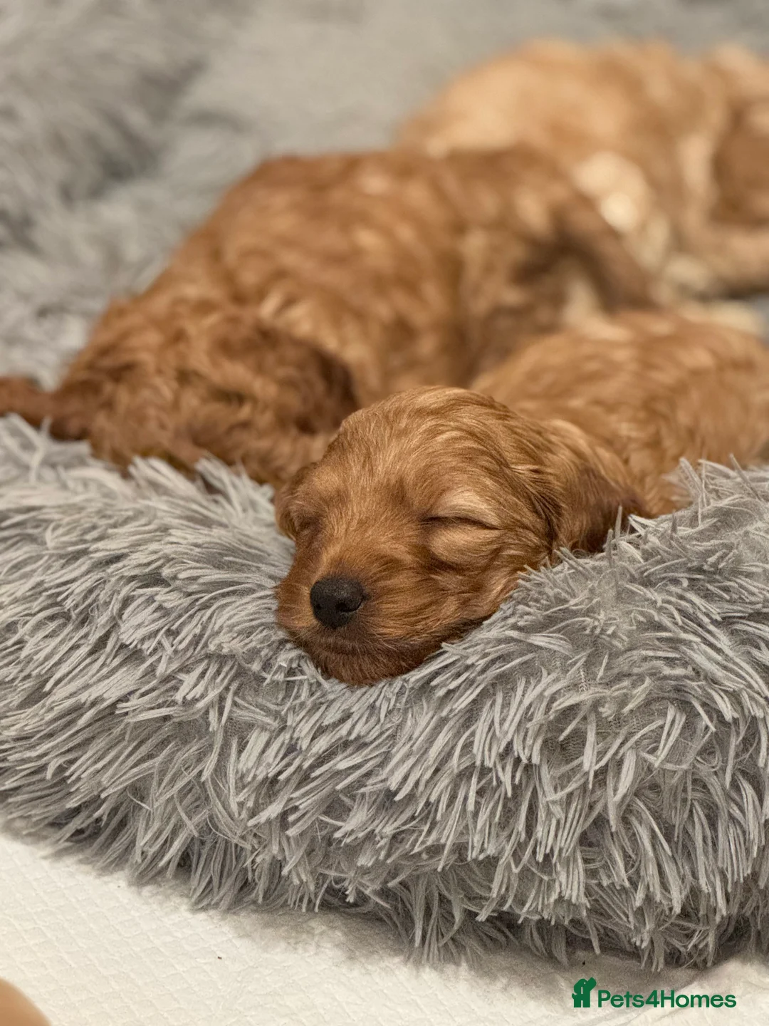 Cockapoo dogs for sale: F1 B cockapoo Puppy female  - Advert 12