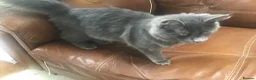 Maine Coon cats for sale: Bonnie looking for new home 🥰 - Advert 4