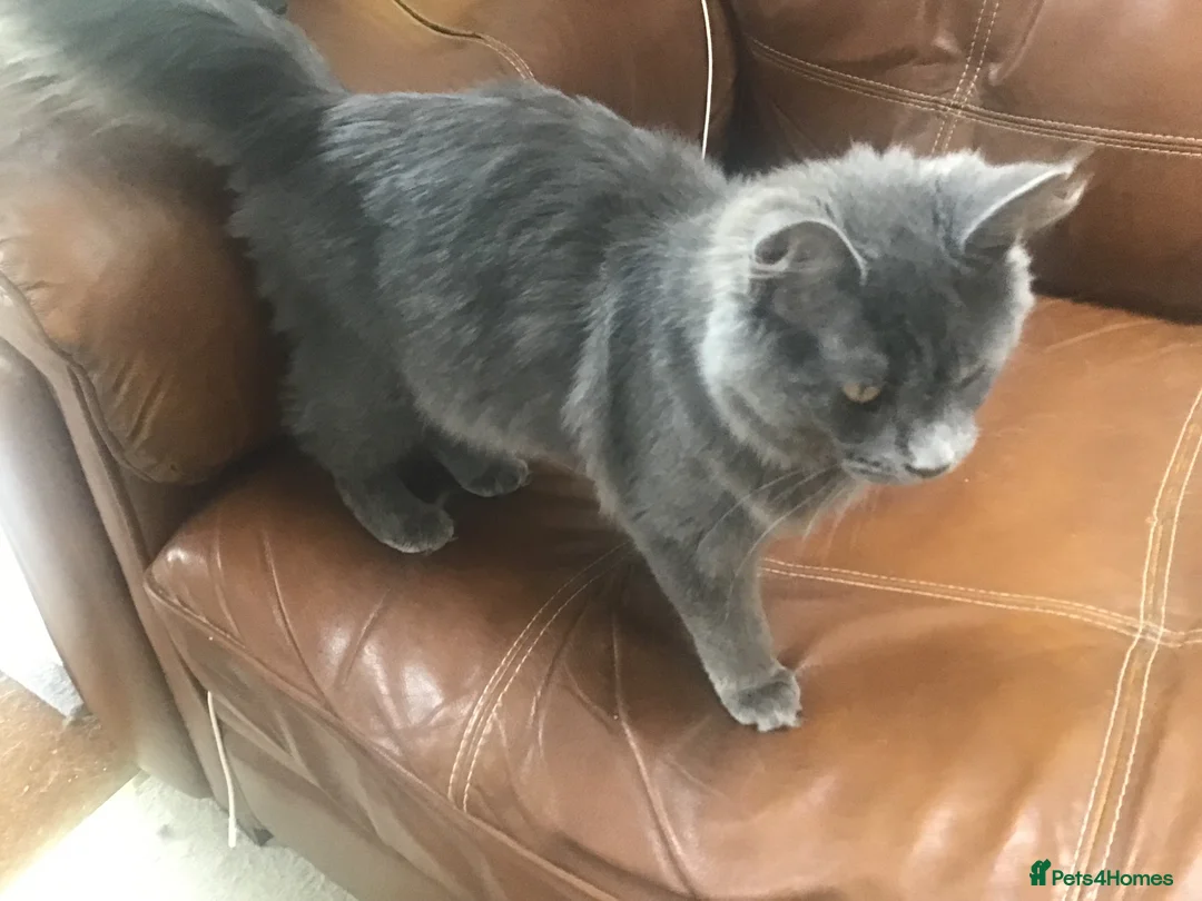 Maine Coon cats for sale: Bonnie looking for new home 🥰 - Advert 4