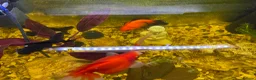 Goldfish fish for sale: Whole Fish Tank with 5 Fish in Fleet - Advert 6