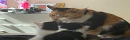 Mixed Breed cats for sale: Gorgeous black and white kittens  - Advert 1