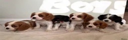 Cavalier King Charles Spaniel dogs for sale: ⭐️⭐️⭐️⭐️⭐️ King Charles cavalier puppy’s  - Advert 4
