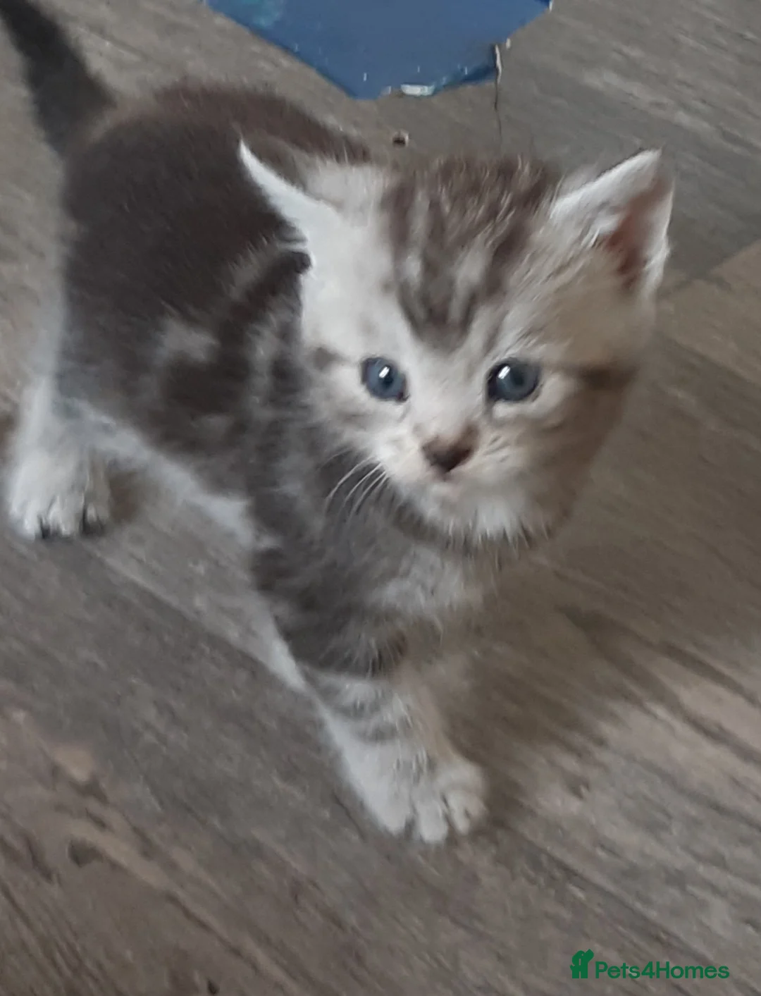 Domestic Shorthair cats for sale: Lovely Litter Of Kittens - Advert 23