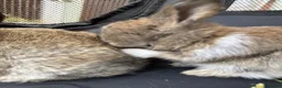Mini Lop rabbits for sale: 🐰 Pure Bred Mini Lop Bunnies 🐰 - Advert 22