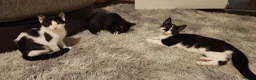 Mixed Breed cats for sale: Male and female kittens - Advert 3
