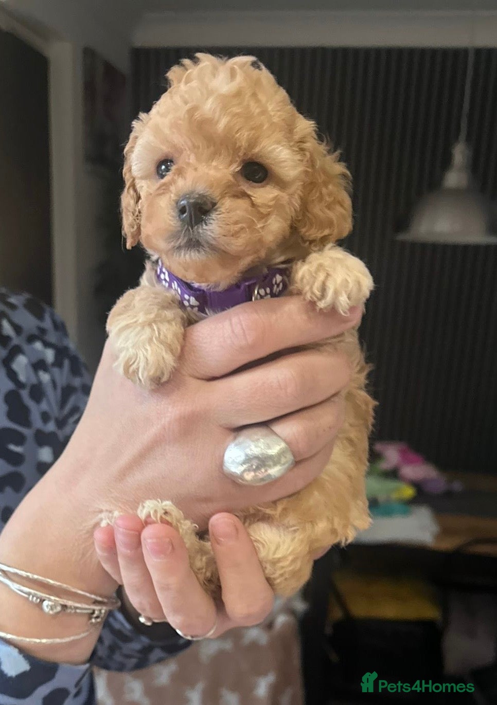 Toy Poodle dogs Stunning & outstanding KC reg toy poodles  - Advert 2