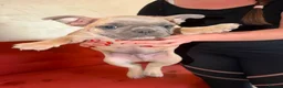 French Bulldog dogs for sale: French Bulldog Puppy's looking for a loving home - Advert 13