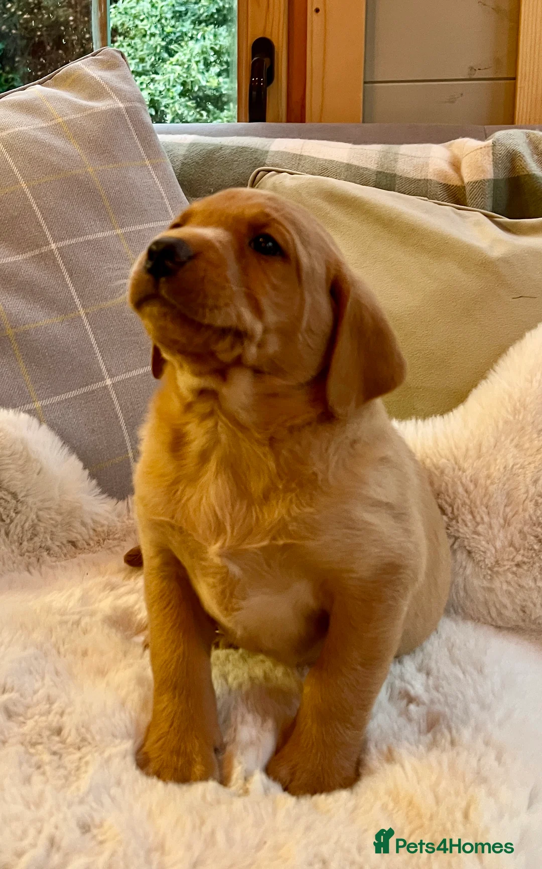 Labrador Retriever dogs for sale: KC reg fox red Labradors  - Advert 1