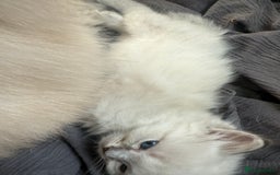 Ragdoll cats for sale: GCFF and FIFE Ragdoll Kittens. Champions line! - Image 3