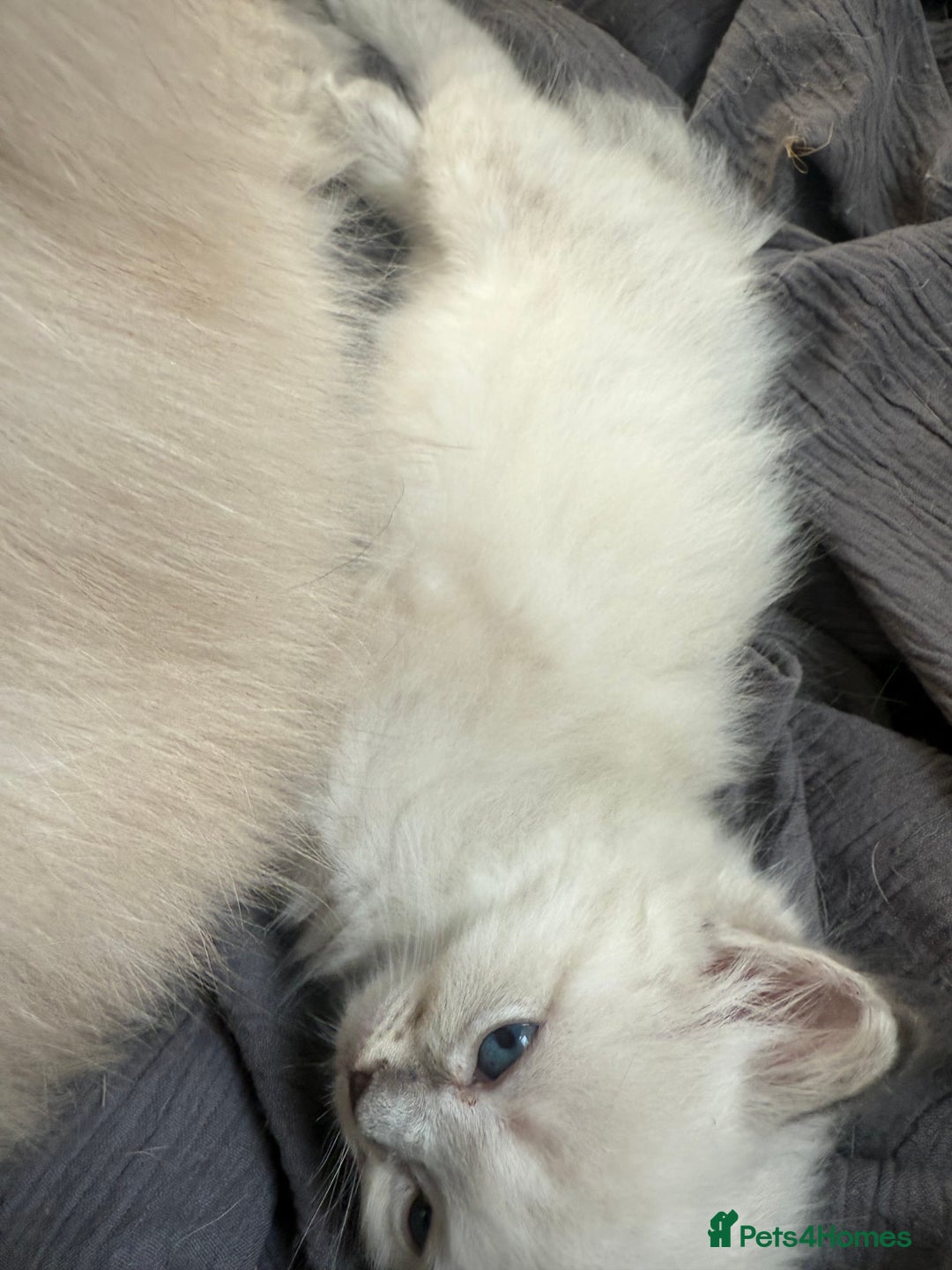 Ragdoll cats for sale: GCFF and FIFE Ragdoll Kittens. Champions line! - Image 3