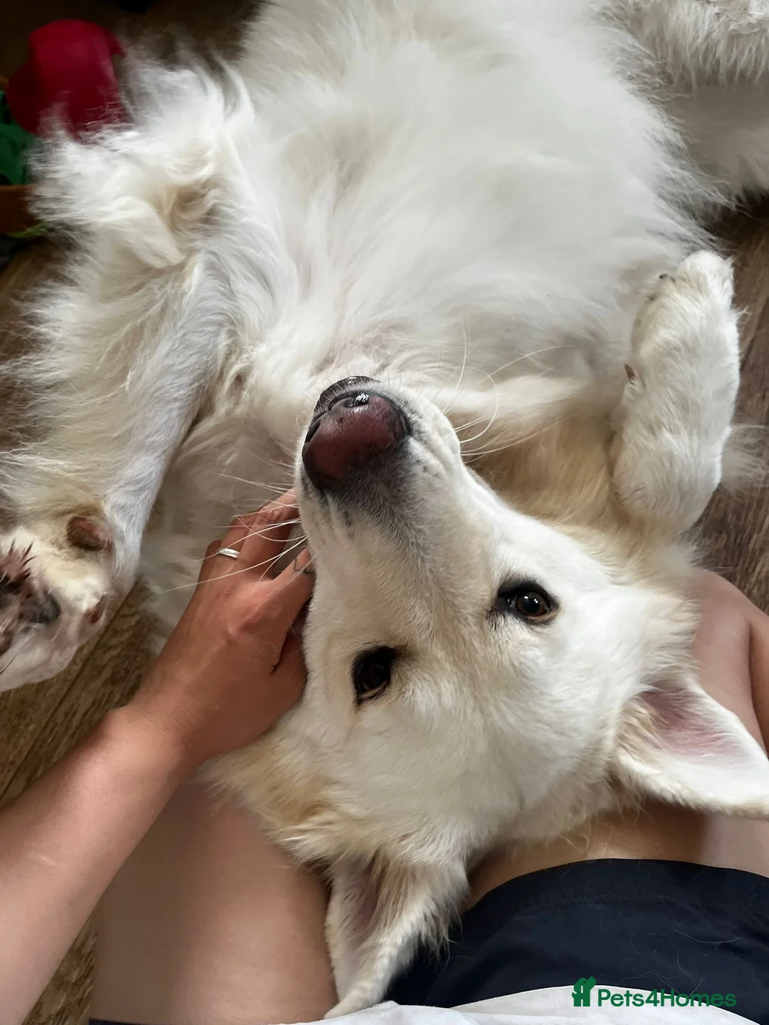 German Shepherd dogs for stud: White German shepherd stud - Advert 3