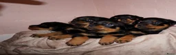 Rottweiler dogs for sale: Stunning litter of Rotweillers from family pet  in Wolverhampton - Advert 1