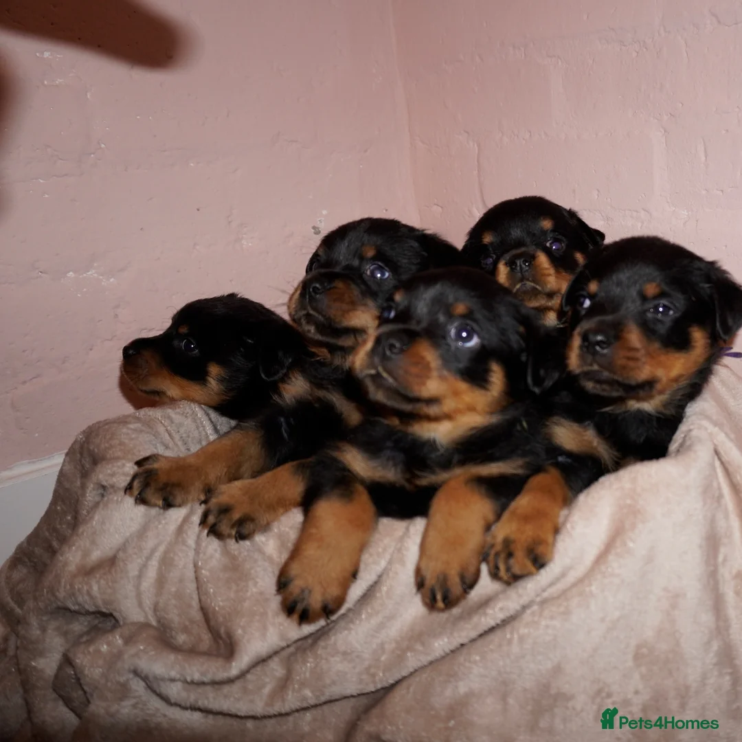 Rottweiler dogs for sale: Stunning litter of Rotweillers from family pet  in Wolverhampton - Advert 1