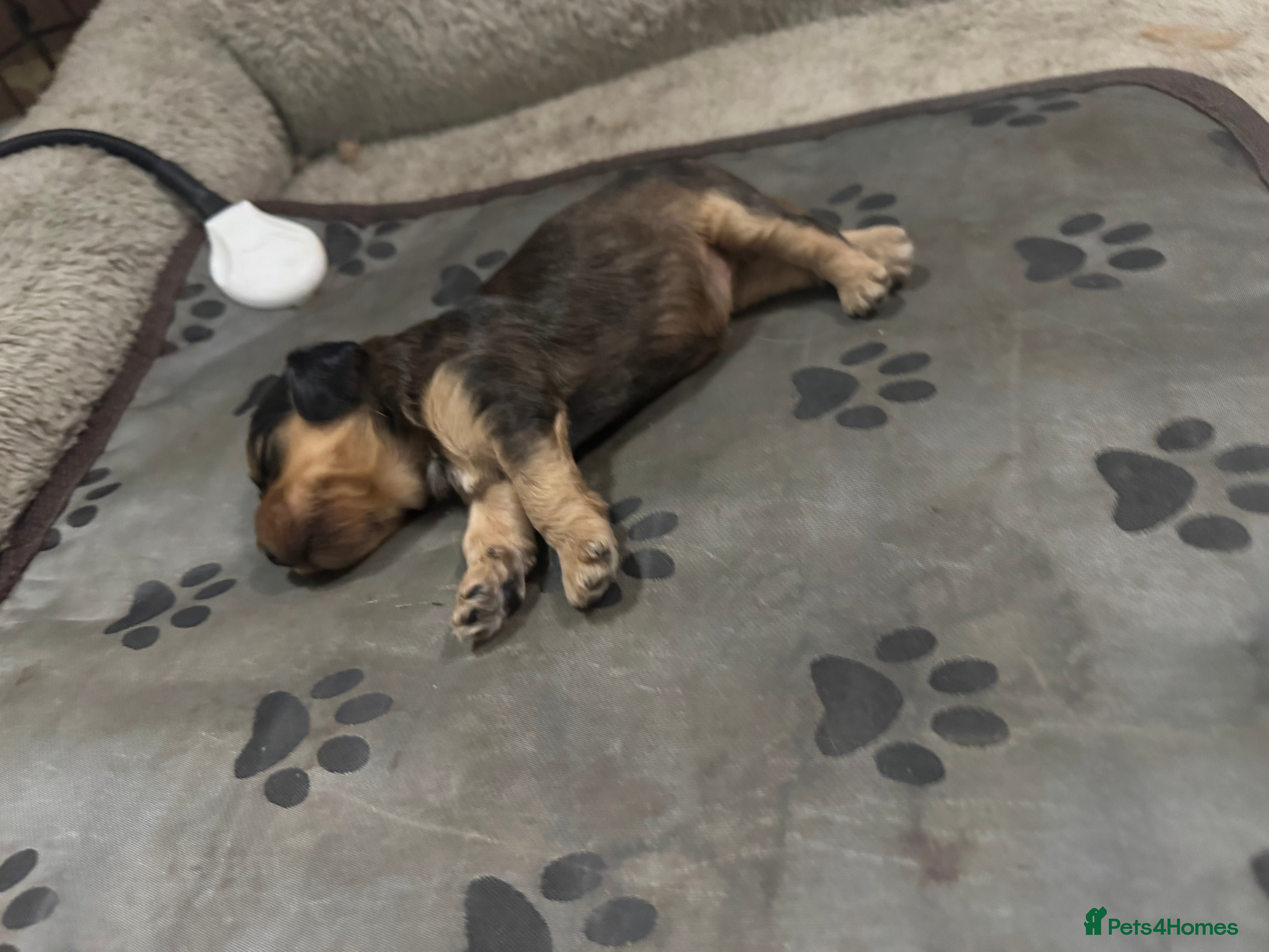 Cockapoo dogs DNA Tested Toy Show Cockapoo Puppies  - Advert 5