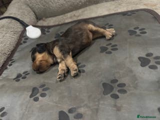 Cockapoo dogs All puppies have been reserved - Advert 1