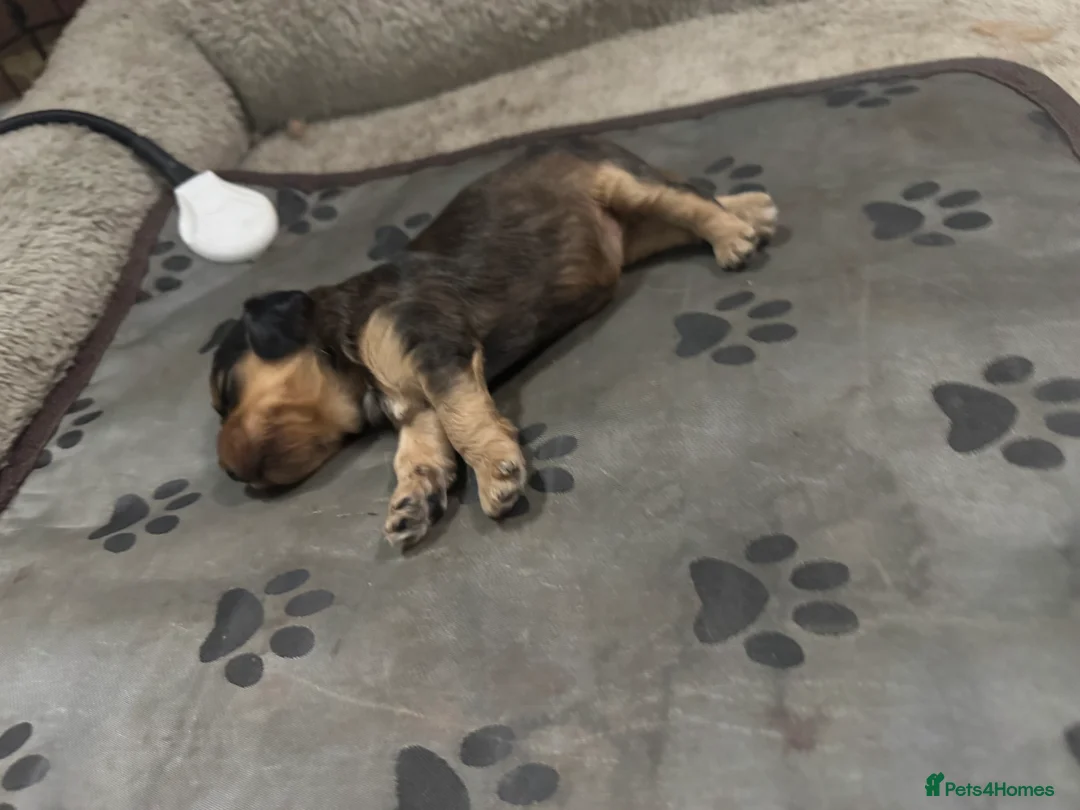 Cockapoo dogs for sale: All puppies have been reserved   - Advert 1