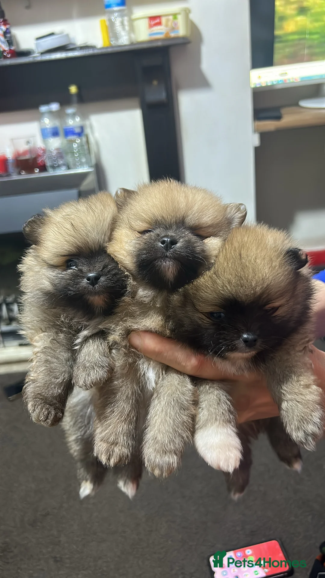 Pomeranian dogs for sale: Pomeranian puppies for sale - Advert 1