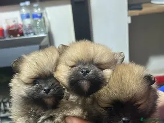 Pomeranian dogs Pomeranian puppies for sale - Advert 13