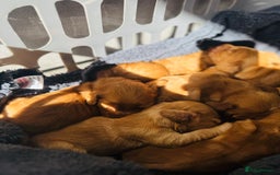 Cocker Spaniel dogs for sale: Ginger/Lemon Cocker Spaniel Puppies - Image 3