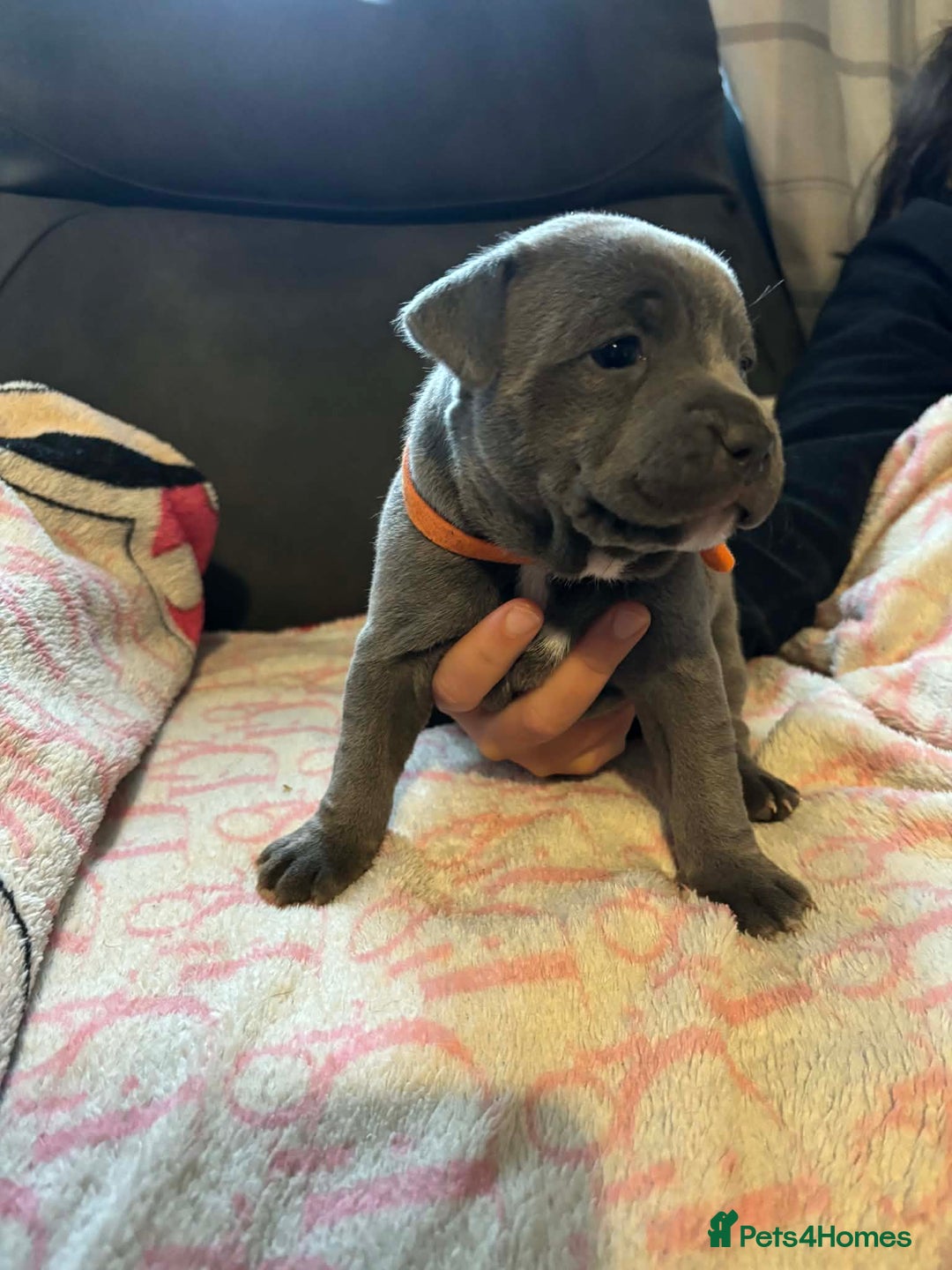Staffordshire Bull Terrier dogs for sale: Two male four female - Advert 3