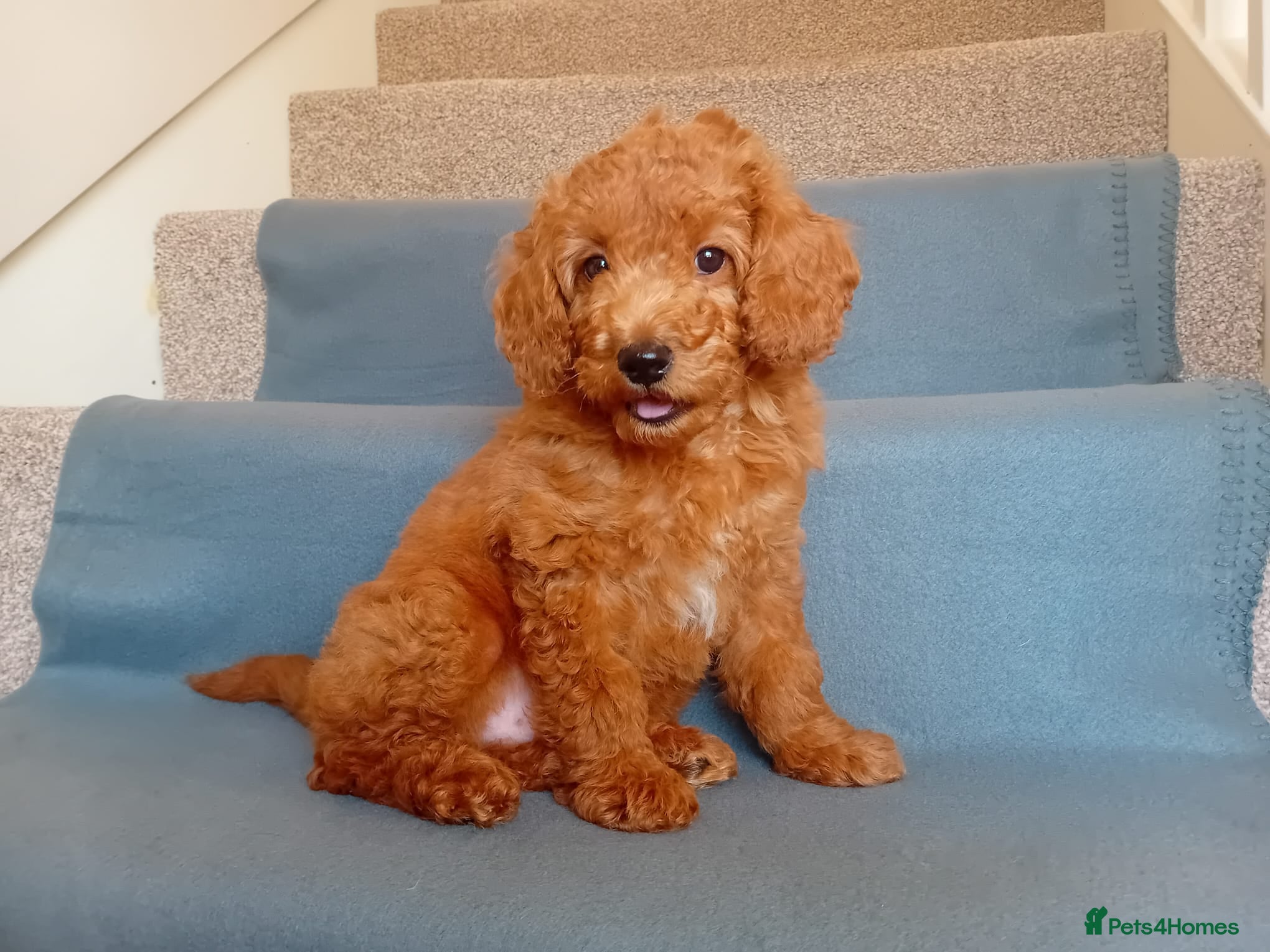 Goldendoodle dogs Gorgeous Red Goldendoodle puppy - Advert 2