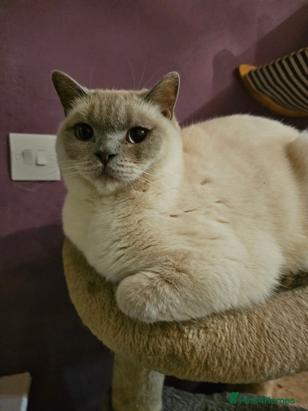 British Shorthair cats for sale: Lilac Coloupoint British Shorthair Female neutered - Advert 1