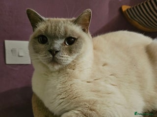 British Shorthair cats Lilac Coloupoint British Shorthair Female neutered - Advert 1