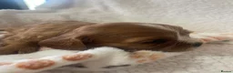 Cavalier King Charles Spaniel dogs for sale: Cavalier King Charles spaniels  - Advert 35