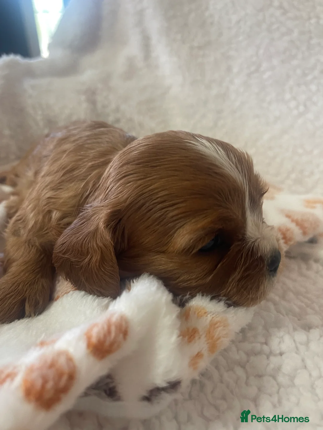 Cavalier King Charles Spaniel dogs for sale: Cavalier King Charles spaniels  - Advert 35