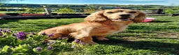 Cocker Spaniel dogs for stud: HEALTH TESTED PROVEN KC WORKING COCKER - Advert 2