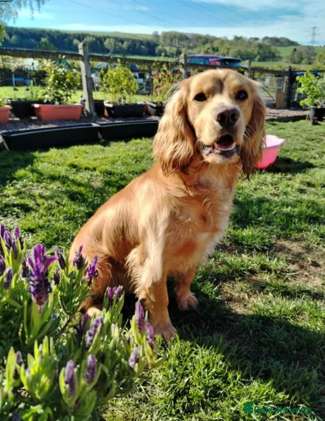 Cocker Spaniel dogs for stud: HEALTH TESTED PROVEN KC WORKING COCKER - Advert 2