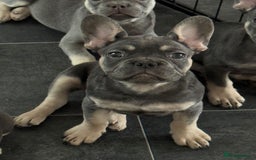 French Bulldog dogs for sale: LAST 2 REMAINING Beautiful French Bulldog Pups in Waltham Cross - Image 26