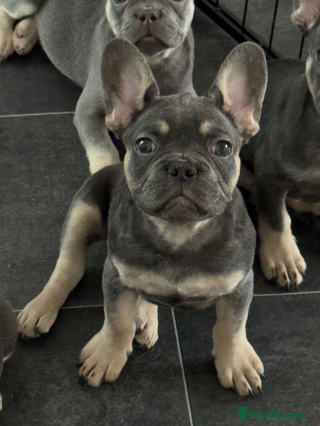 French Bulldog dogs for sale: LAST 2 REMAINING Beautiful French Bulldog Pups in Waltham Cross - Image 26