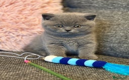 British Shorthair cats for sale: British Shorthair Male Kitten (GCCF) - Advert 12