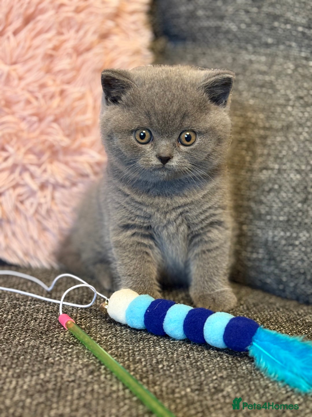 British Shorthair cats for sale: British Shorthair Male Kitten (GCCF) - Advert 12