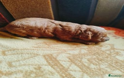 Cavapoo dogs for sale: Exquisite Cavapoo Boy and Girl, Red and Apricot,   - Image 13