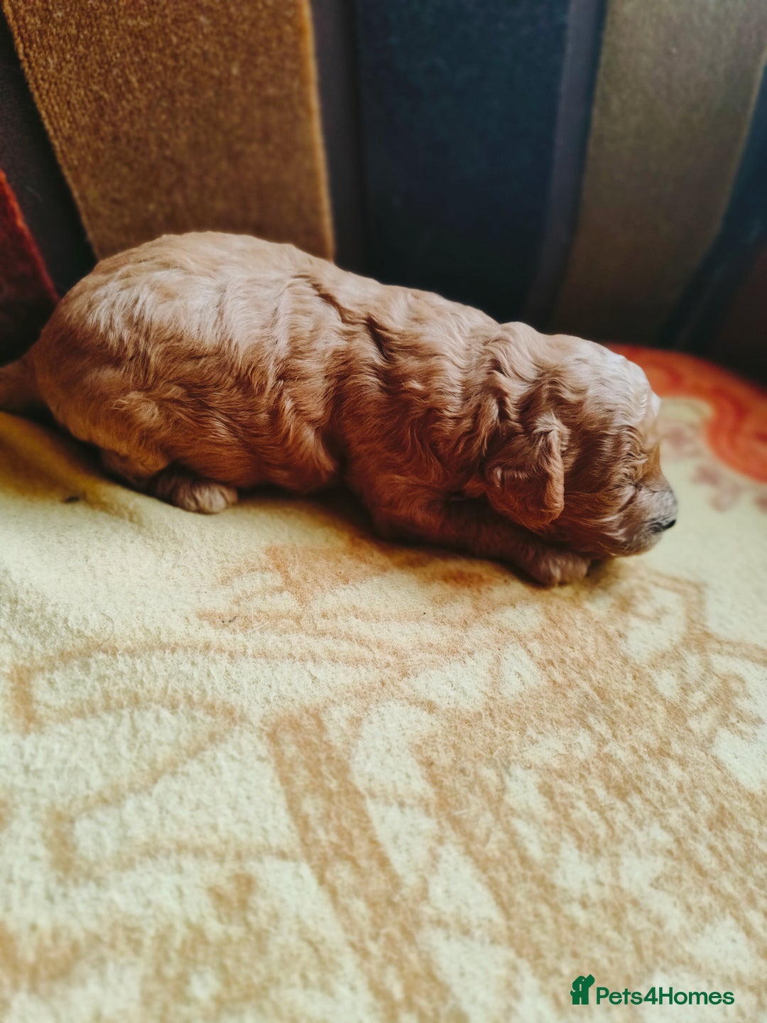 Cavapoo dogs for sale: Exquisite Cavapoo Boy and Girl, Red and Apricot,   - Image 13