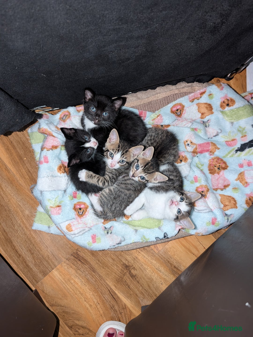 Domestic Shorthair cats for sale: Kittens for sale - Image 4