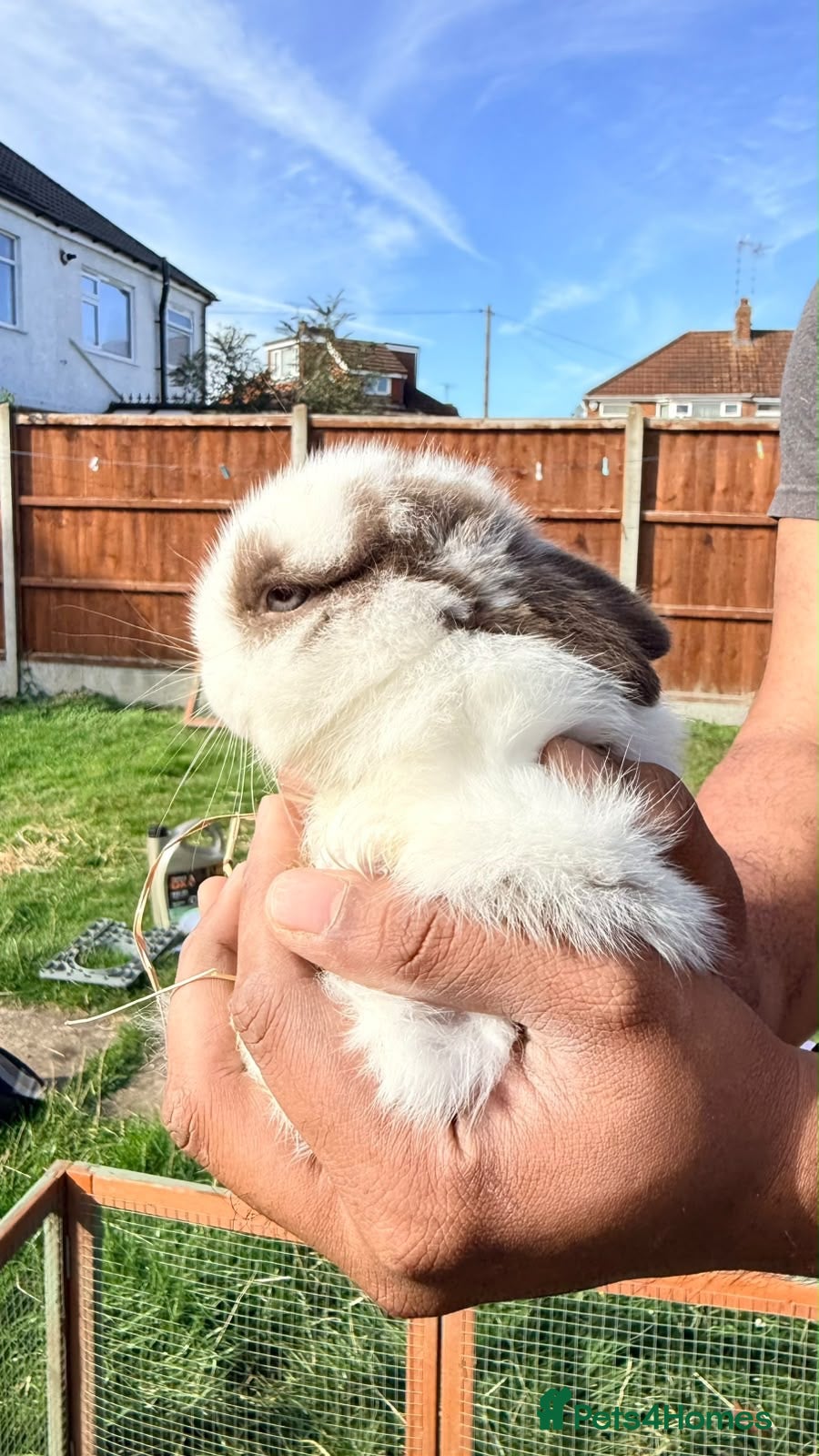 Mixed Breed rabbits 4 Baby Bunnies Seeking Loving Homes - Advert 14