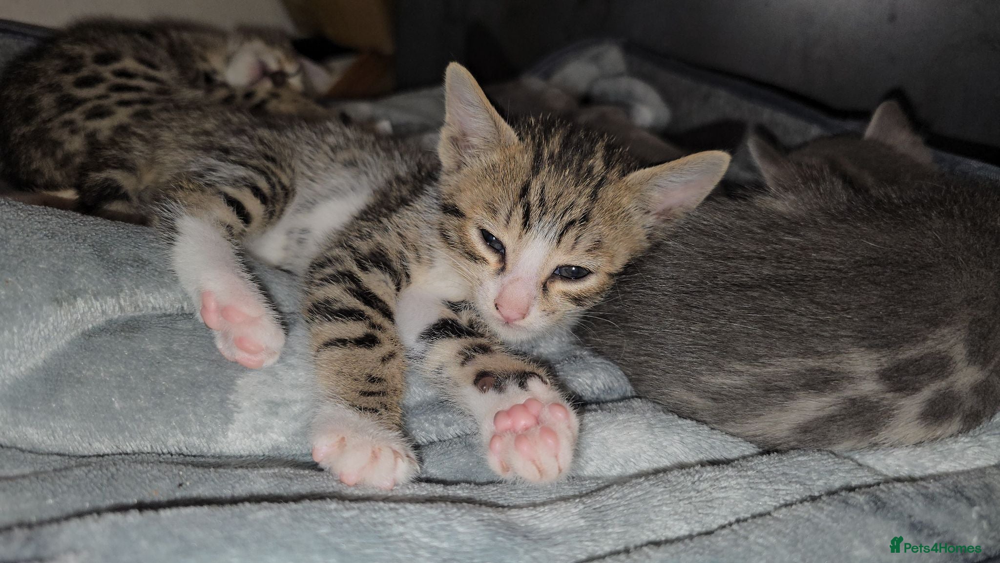 Bengal cats Savannah x bengal ONE MALE LEFT - Advert 2